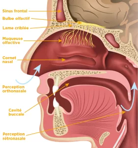 ORL, Anosmie, Pauline Jaballah, ORL Pully, odorat, nef, ORL Lausanne, antomie, respiration